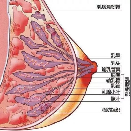 乳房解剖结构示意图